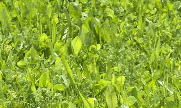 Herbal leys for B&L events